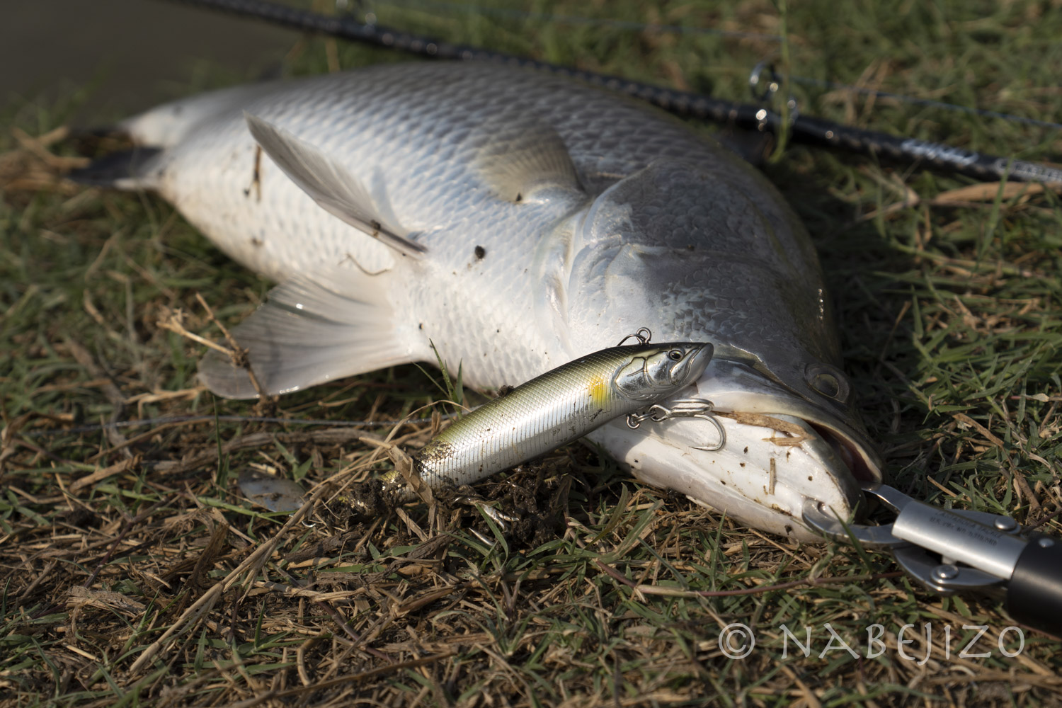 バラマンディの養殖池で釣り 週末弾丸ダイバ ず