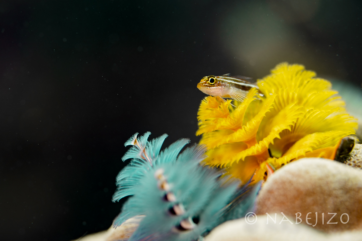 タオ島周辺でマクロ撮影 可愛い魚とウミウシの写真です タイでダイビング 週末弾丸ダイバ ず