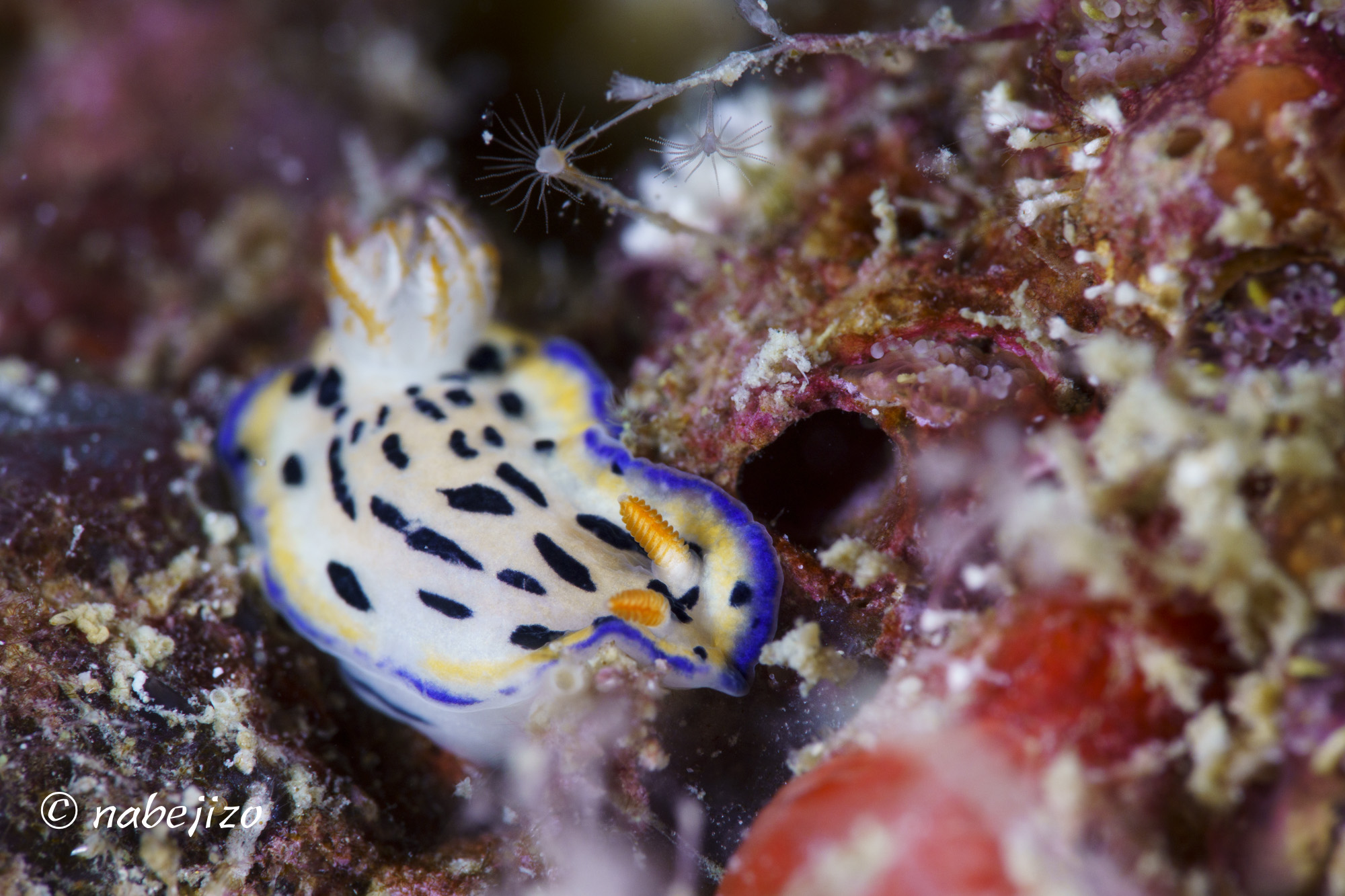 海の牛 ウミウシ じつは立って歩くのです その現場を撮影しましたので 見てください タイでダイビング 週末弾丸ダイバ ず